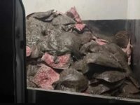 Sinop’ta kaçak kalkan avcılığına jandarma darbesi