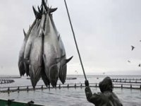 Orkinos avcılığında mevcut sistem devam edecek