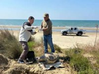 Kuşadası’nda 7 günde 7 deniz kaplumbağası kıyıya vurdu