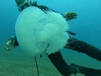 Akdeniz sahillerinde alarm: Dokunanı mahvediyor