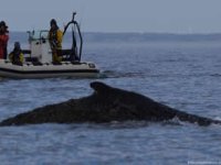 Kambur balina Timmy ölüme terkedildi