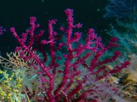 Marmara Denizi’nde mercan restorasyonu başladı