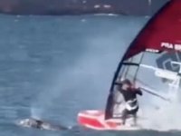 Yok artık denen kaza: Rüzgar sörfçüsü denizde balina ile çarpıştı