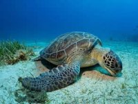 Akdeniz’in akciğerleri deniz eriştesi koruma altına alınıyor