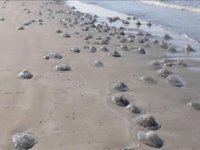 Ölü göçmen denizanaları Mersin sahillerini istila etti