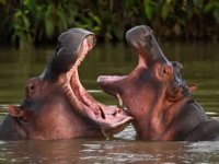 Kolombiya, Escobar'ın su aygırlarını öldürecek