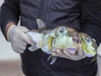 50 milyon balon balığının ekosisteme girişi engellendi