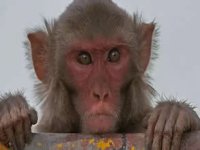 Bak şu maymunun yaptığına! ABD Donanması'ndaki askere saldırdı