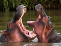 Uyuşturucu baronu Escobar'ın su aygırlarına sürpriz talip