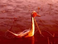 Dünyanın en ölümcül gölü Natron: Yaklaşan taşa dönüyor