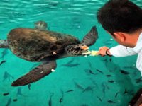 DEKAMER’den tatilcilere caretta caretta uyarısı