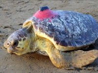 Caretta caretta Tuba bu yıl dünya turuna çıkmadı