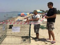 Caretta carettalar rotayı Aydın’a çevirdi
