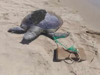 Ayağına taş bağlanan Caretta Caretta ölü bulundu