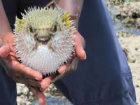 Balon balığı avcılığı sonuç verdi: 50 milyon balon balığı engellendi