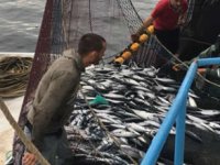 Karadeniz palamudunda erken avlanma tehlikesi!