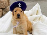 Royal Caribbean’ın baş köpek subayı Dolly oldu