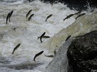 Van'da endemik balık türüne 'Timar İncisi' adı verildi