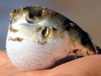 Marmaris sahillerinde 'Balon Balığı' alarmı!