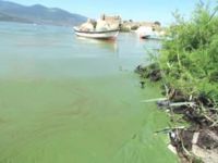 Yağışlarla temizlenen Bafa Gölü'nde balık bereketi