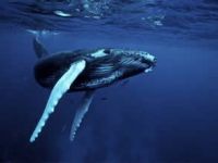 Kambur balinalar için artık risk ortadan kalktı