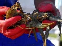 Türkiye'nin en büyük kapalı devre kerevit kuluçkahanesi açıldı