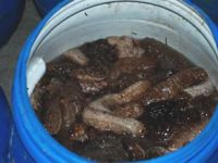 Avlanması yasak olmasına rağmen 900 kilo deniz patlıcanı yakalandı