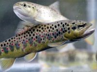 Markalanan kırmızı benekli bin alabalık doğaya bırakıldı