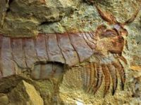 Çin'de 242 milyon yıllık timsah büyüklüğünde deniz sürüngeni fosili bulundu