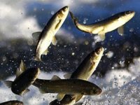 Van Gölü'nde İnci Kefali için ağlar son kez çekiliyor