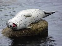 Üniversiteler Akdeniz Fokları için bir araya geliyor