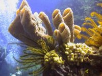 Bodrum’da sünger avcısı denizlere dönüyor