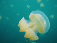 Tayland'da zehirli denizanası can aldı