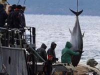 Saros Körfezi'nde kaçak avlanan orkinoslara el konuldu