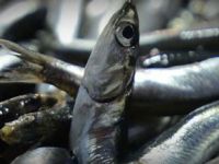 Sahil Güvenlik'ten Trabzon'da kaçak hamsi operasyonu