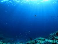 Okyanuslardaki asitlenme korkutuyor