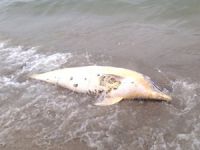 Kızıl Ekim denizaltısını arama çalışmaları balıkları öldürüyor