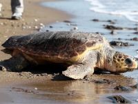 İÇDAŞ çalışanları kaplumbağayı kurtardı