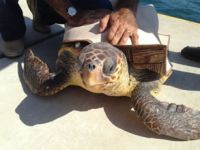 Bilimadamları Dalaman’da carettalar için buluşacak