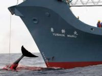 Anonymous, balina avı nedeniyle Japonya'ya saldırdı