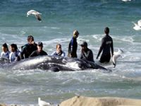 Obama'ya 'Balinaları gürültüden koru' çağrısı