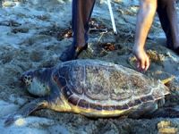 Kumluca'da yaralı caretta caretta bulundu