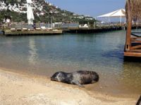 Akyaka’da Akdeniz foku görüldü