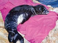 Akdeniz foklarını koruma kararı çıktı