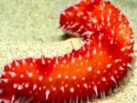 Edirne'de bir ton deniz patlıcanı yakalandı