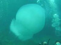 Denizanaları sezgileriyle yaşıyor