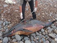 “Pinger” ile yunus ölümlerinin önüne geçilecek