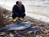 Lodosa dayanamayan deniz canlıları sahile vurarak öldü