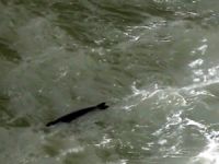 Fethiye ve Antalya’da Akdeniz foku görüldü