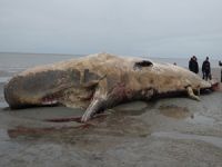 Danimarka'da dev balina ispermeçet karaya vurdu